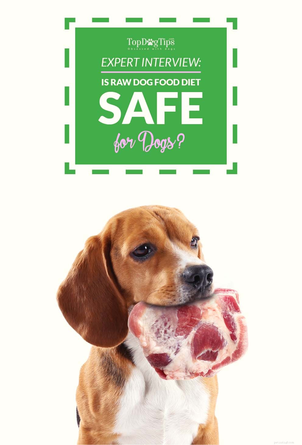インタビュー：生のドッグフードダイエットは犬にとって安全ですか？ 