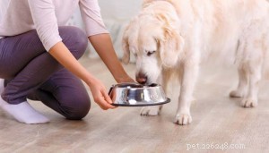 4 différents types de nourriture pour chiens et laquelle a besoin de votre chien