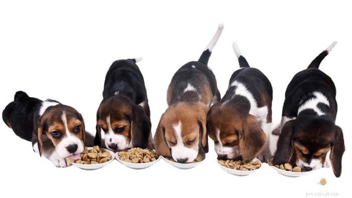 4 diversi tipi di cibo per cani e quello di cui ha bisogno il tuo cane