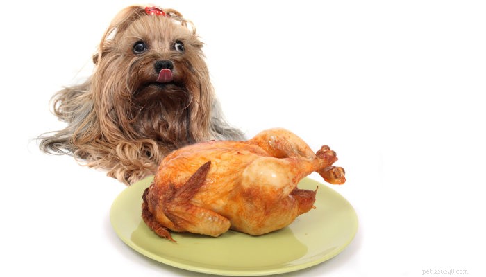 Parliamo:condividere la cena del Ringraziamento con i cani