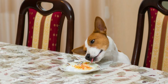 話しましょう：感謝祭のディナーを犬と共有する 