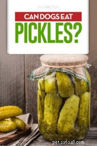Kan hundar äta pickles? 6 potentiella fördelar och 5 biverkningar