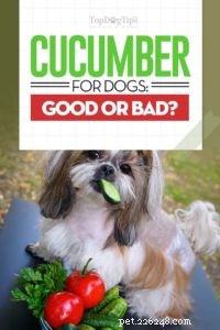 Les chiens peuvent-ils manger des concombres ? 10 avantages et effets secondaires