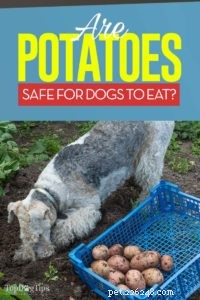 Могут ли собаки есть картофель? 4 преимущества и 3 побочных эффекта