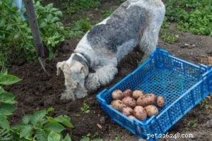 Můžou psi jíst brambory? 4 výhody a 3 vedlejší účinky