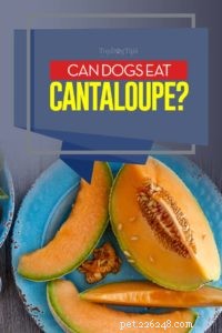 Kan hundar äta cantaloupe? 5 potentiella fördelar och 3 biverkningar