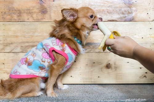 I cani possono mangiare le banane? 7 potenziali benefici e 4 effetti collaterali