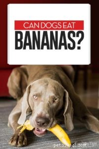 犬はバナナを食べることができますか？ 7つの潜在的な利点と4つの副作用 