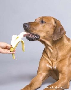 犬はバナナを食べることができますか？ 7つの潜在的な利点と4つの副作用 
