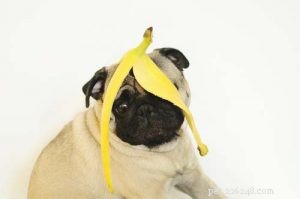 Kan hundar äta bananer? 7 potentiella fördelar och 4 biverkningar