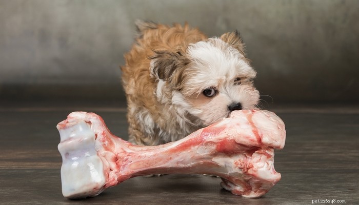 7 motivi per NON dare da mangiare al cane cibo crudo per cani (basato sui fatti)