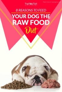 8 motivi per nutrire il tuo cane con cibi crudi