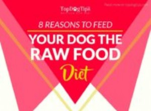 개에게 날음식을 먹여야 하는 8가지 이유