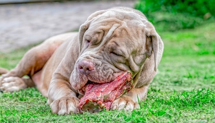 개에게 날음식을 먹여야 하는 8가지 이유