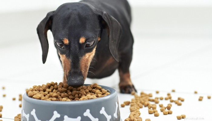 17 tips om hur du väljer det bästa hundfodret för din hund