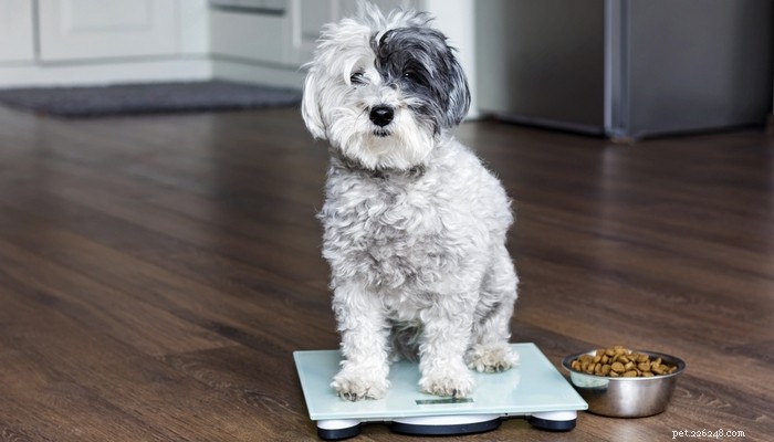 17 tipů, jak vybrat nejlepší krmivo pro vašeho psa