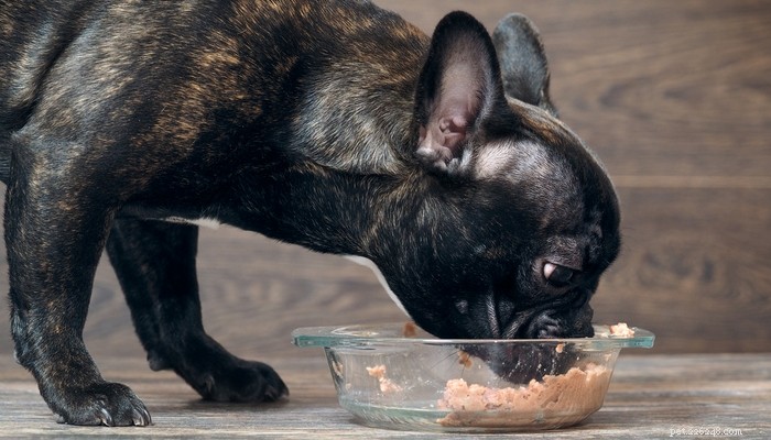 17 советов о том, как выбрать лучший корм для вашей собаки