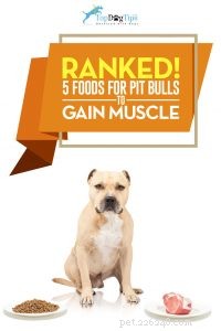 I 5 migliori alimenti per cani per i pitbull per aumentare la massa muscolare