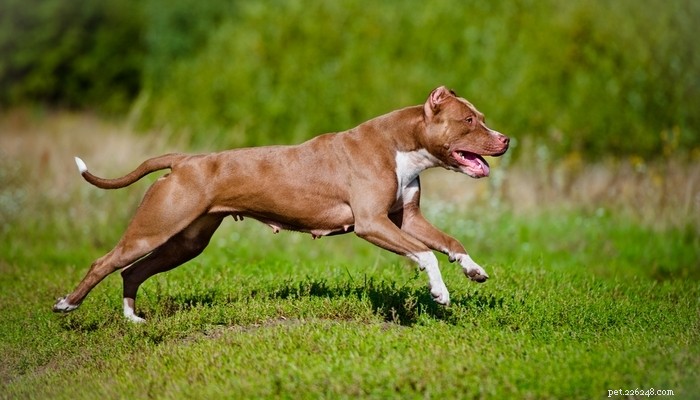 Top 5 beste hondenvoer voor pitbulls om spieren op te bouwen