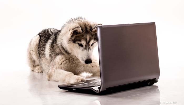 Betyg för hundfoder:Vad du behöver veta om webbplatser för recensioner av hundfoder
