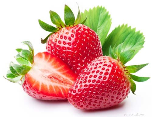 Strawberry for Dogs 101:Explaining All the Benefits