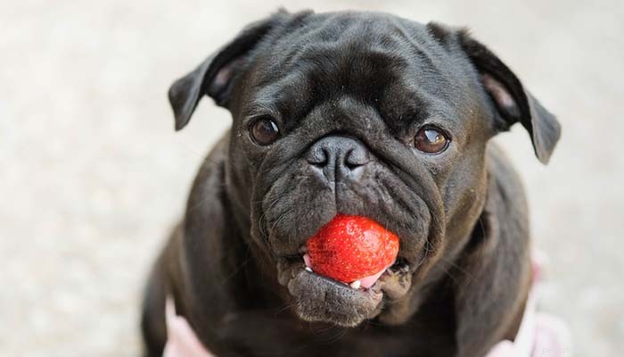 Strawberry for Dogs 101:Explaining All the Benefits