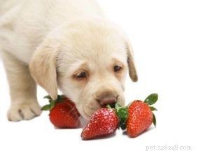 Aardbeien voor honden 101:uitleg over alle voordelen