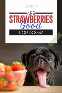 강아지용 딸기 101:모든 이점 설명