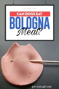 Kan hundar äta Bologna-kött? Fördelar och 7 potentiella biverkningar
