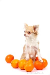 Могут ли собаки есть апельсины? 7 потенциальных преимуществ и побочных эффектов