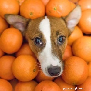 Kan hundar äta apelsiner? 7 potentiella fördelar och biverkningar