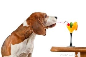 Můžou psi jíst pomeranče? 7 potenciálních výhod a vedlejších účinků