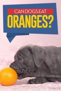 Kunnen honden sinaasappels eten? 7 mogelijke voordelen en bijwerkingen