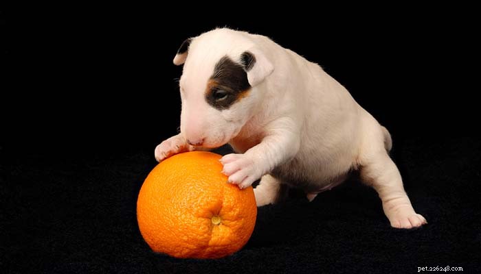 Kan hundar äta apelsiner? 7 potentiella fördelar och biverkningar