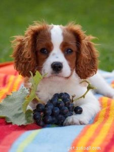 Kan hundar äta vindruvor? Druvtoxikos och faror förklaras