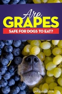 犬はブドウを食べることができますか？ブドウ中毒症と危険性の説明 