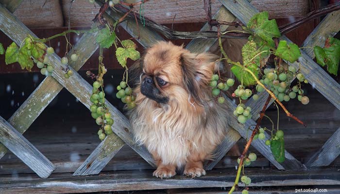 Kan hundar äta vindruvor? Druvtoxikos och faror förklaras