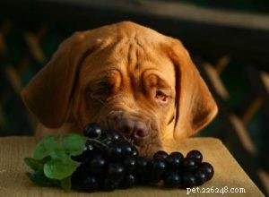 Могут ли собаки есть виноград? Объяснение токсикоза винограда и опасностей
