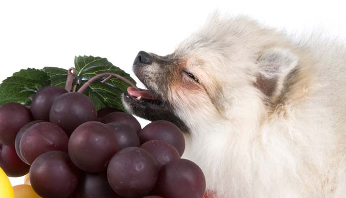 Могут ли собаки есть виноград? Объяснение токсикоза винограда и опасностей