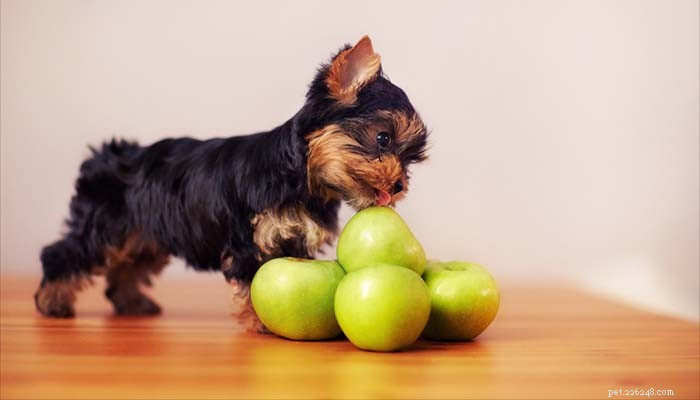 Os cães podem comer maçãs? 8 benefícios potenciais e 3 precauções