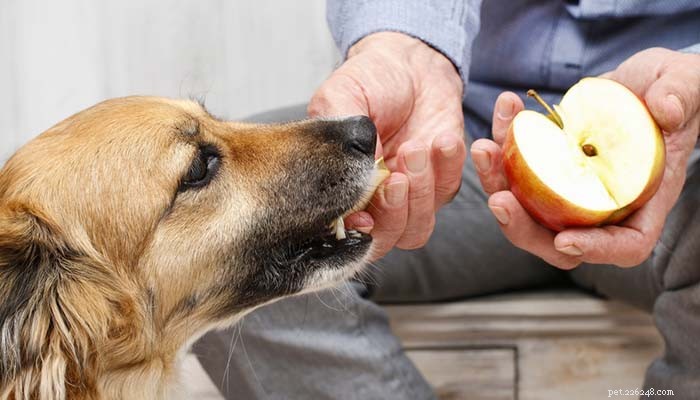 Kunnen honden appels eten? 8 mogelijke voordelen en 3 voorzorgsmaatregelen