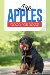 Kunnen honden appels eten? 8 mogelijke voordelen en 3 voorzorgsmaatregelen