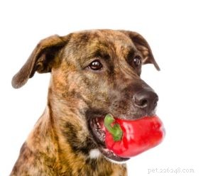 Kunnen honden paprika eten? 9 mogelijke voordelen en bijwerkingen