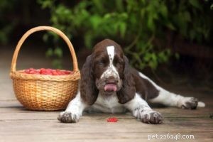 I cani possono mangiare i lamponi? 10 vantaggi e 2 effetti collaterali