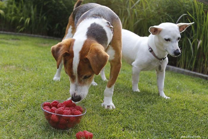 Kunnen honden frambozen eten? 10 voordelen en 2 bijwerkingen