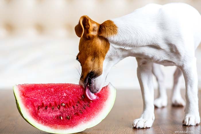 Kunnen honden watermeloenen eten? 5 mogelijke voordelen en 2 bijwerkingen