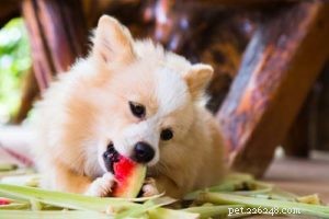 Kunnen honden watermeloenen eten? 5 mogelijke voordelen en 2 bijwerkingen