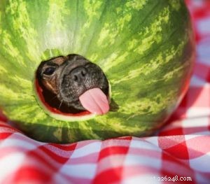 Os cães podem comer melancias? 5 benefícios potenciais e 2 efeitos colaterais