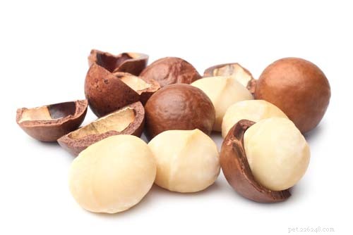 Mohou psi jíst makadamové ořechy? Výhody a vedlejší účinky