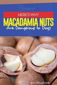 犬はマカダミアナッツを食べることができますか？利点と副作用 